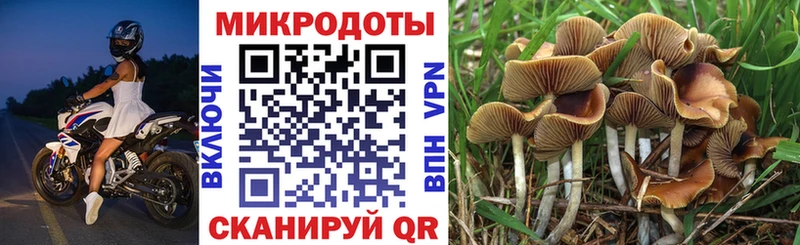 закладки  Камышин  Псилоцибиновые грибы мухоморы 